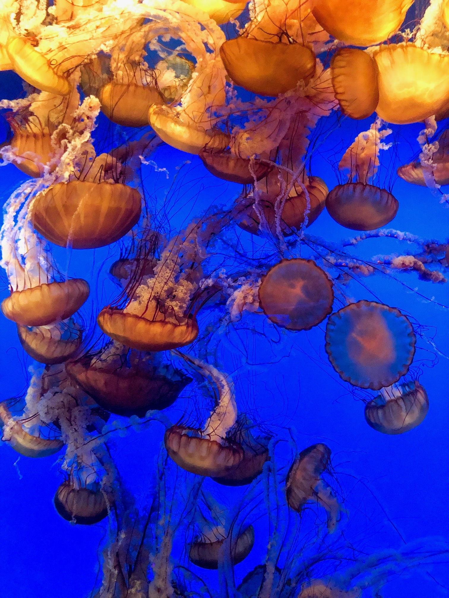Monterey Bay Aquarium jellyfish - Monterey Bay Aquarium Jellyfish