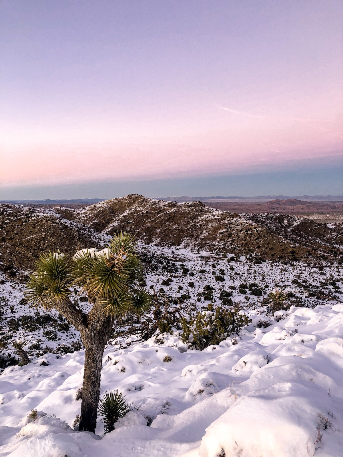 Joshua Tree Winter Snow Sunset Never Say Someday